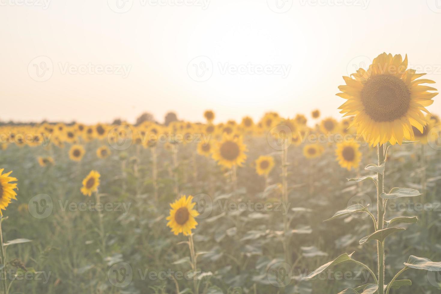 campo de girassol no pôr do sol, fundo da natureza foto