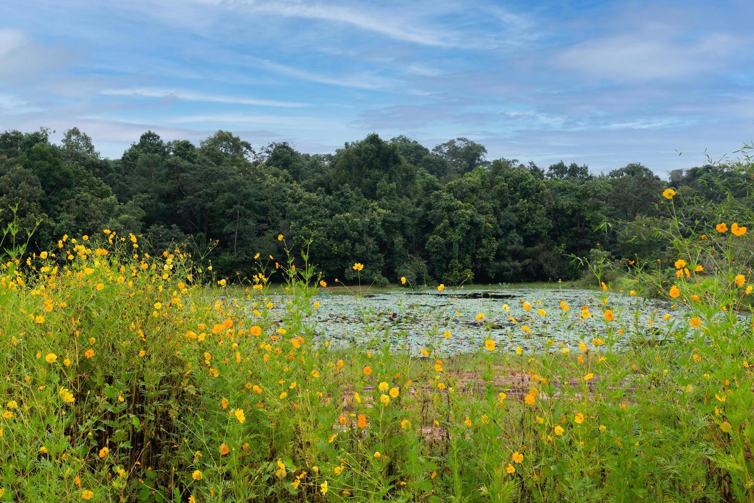 lindas flores silvestres amarelas com lago na floresta foto