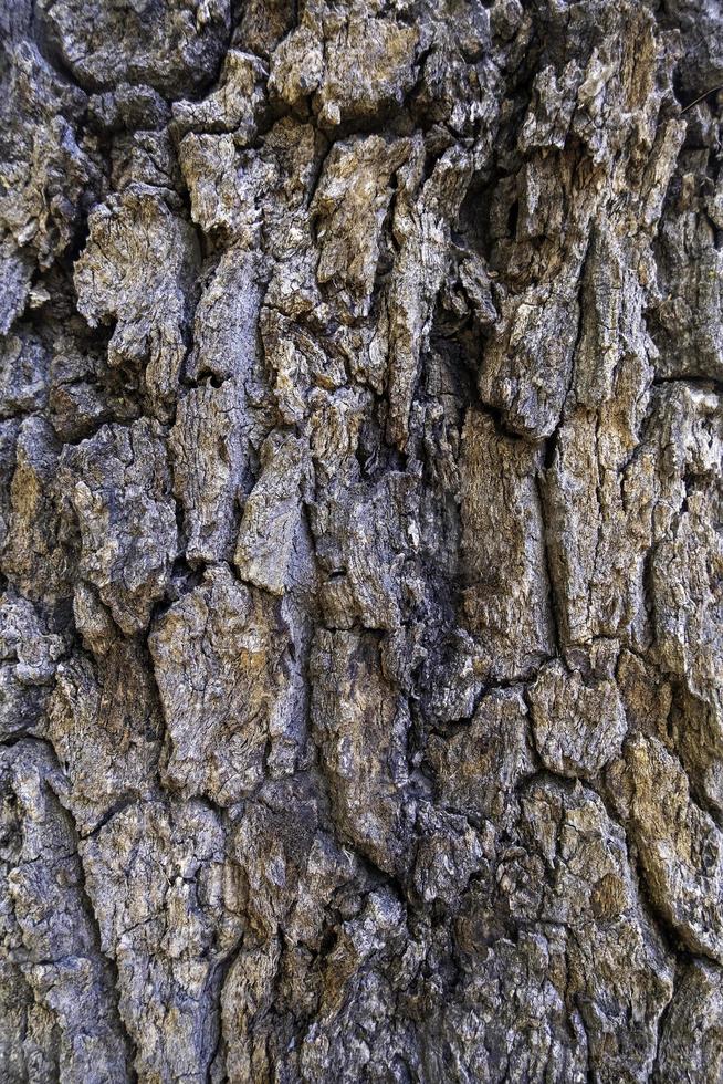 casca de árvore texturizada foto