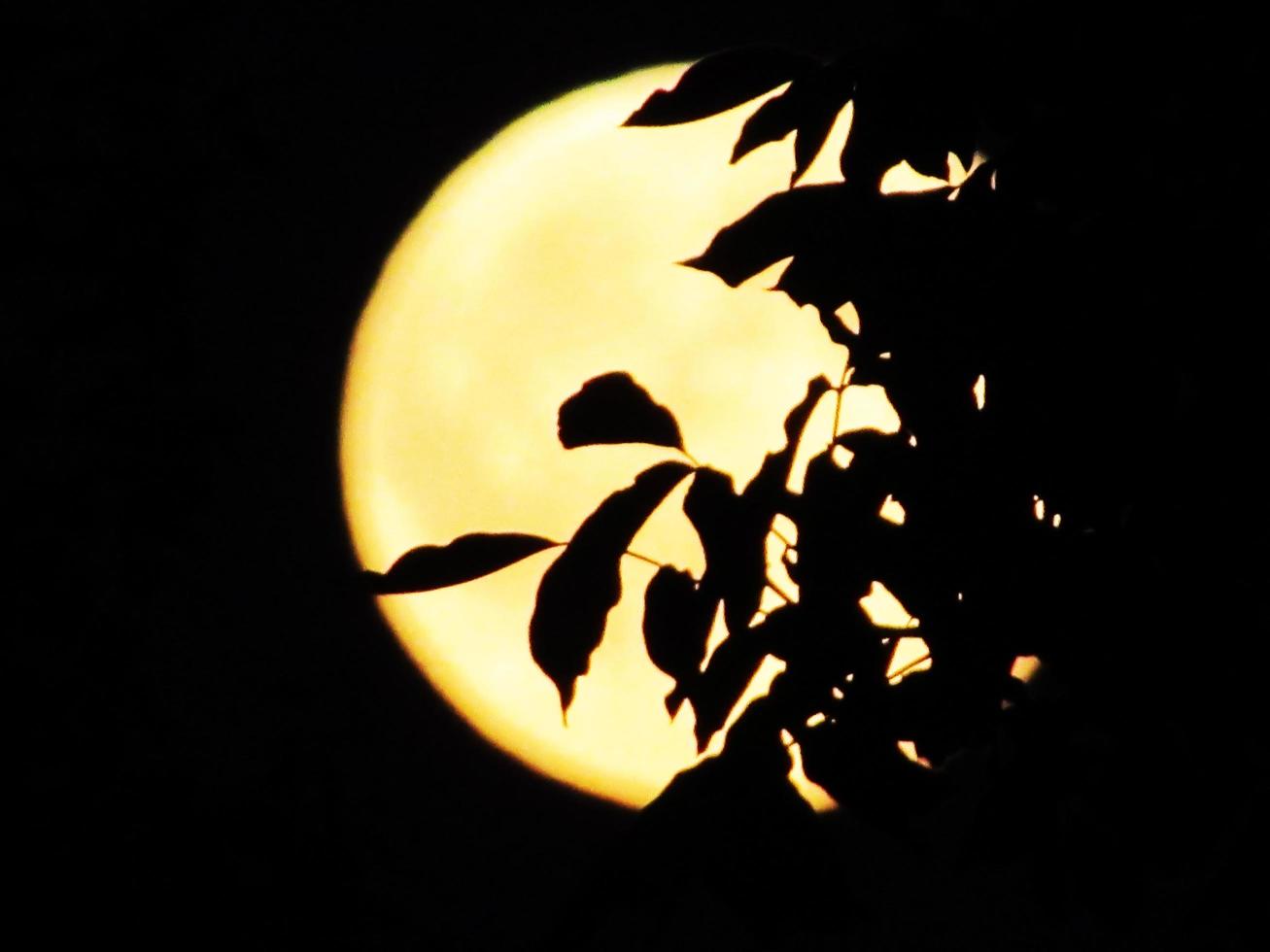 galhos de árvores em fundo de lua cheia. a atmosfera mística da floresta noturna. foto