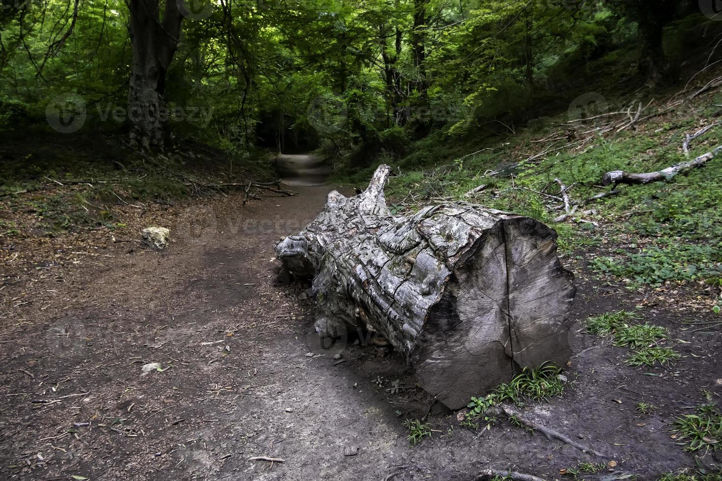 cortar árvore em uma floresta selvagem foto