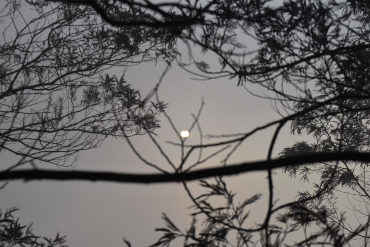 foto de paisagem na floresta