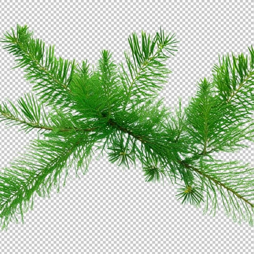 abeto pinho galhos isolado em transparente fundo. Natal árvore clipar grampo arte verde ramo isolado png foto