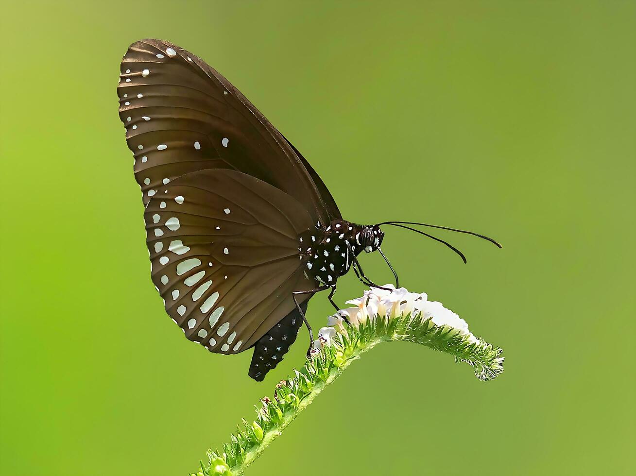 lindo borboleta em flor, lindo borboleta, borboleta fotografia foto