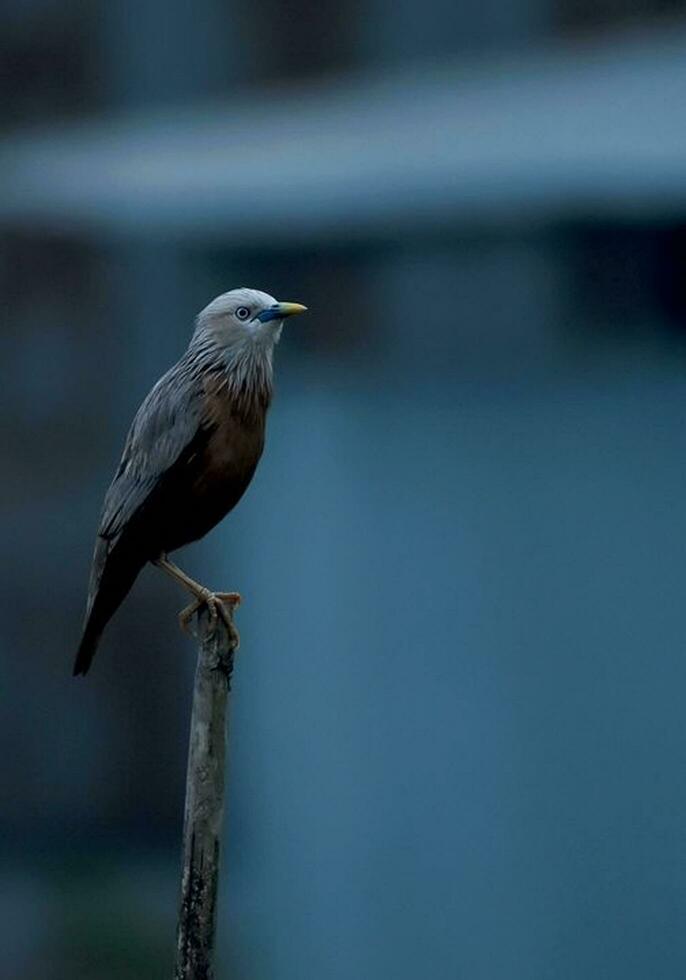 pássaro fotografia, pássaro foto, a maioria lindo pássaro fotografia, natureza fotografia foto