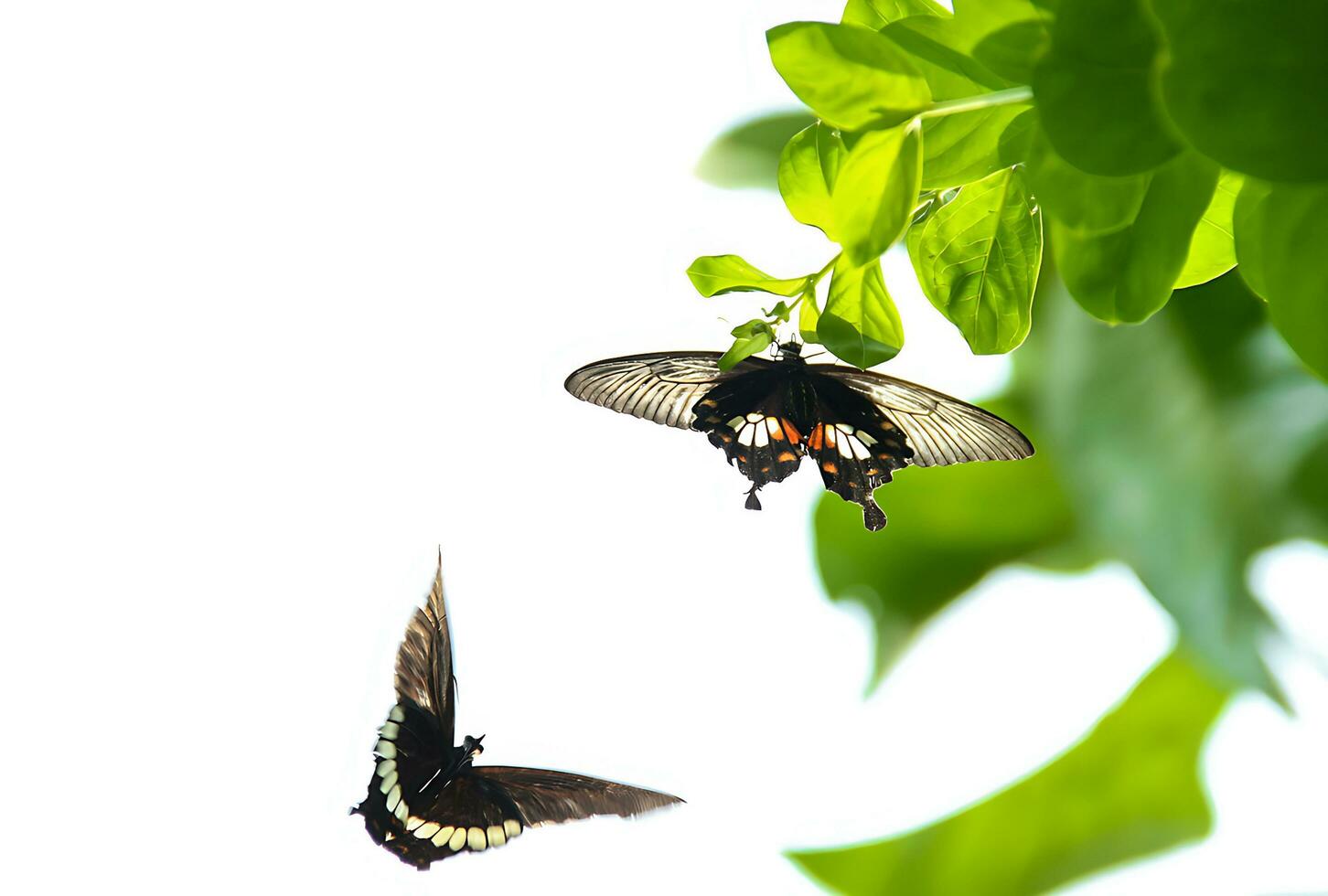 monarca, lindo borboleta fotografia, lindo borboleta em flor, macro fotografia, livre foto