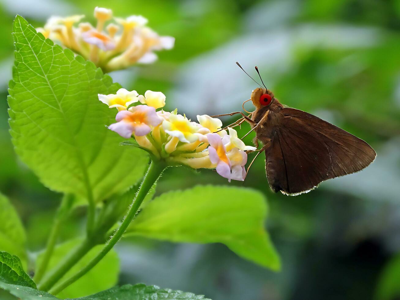 monarca, lindo borboleta fotografia, lindo borboleta em flor, macro fotografia, livre foto