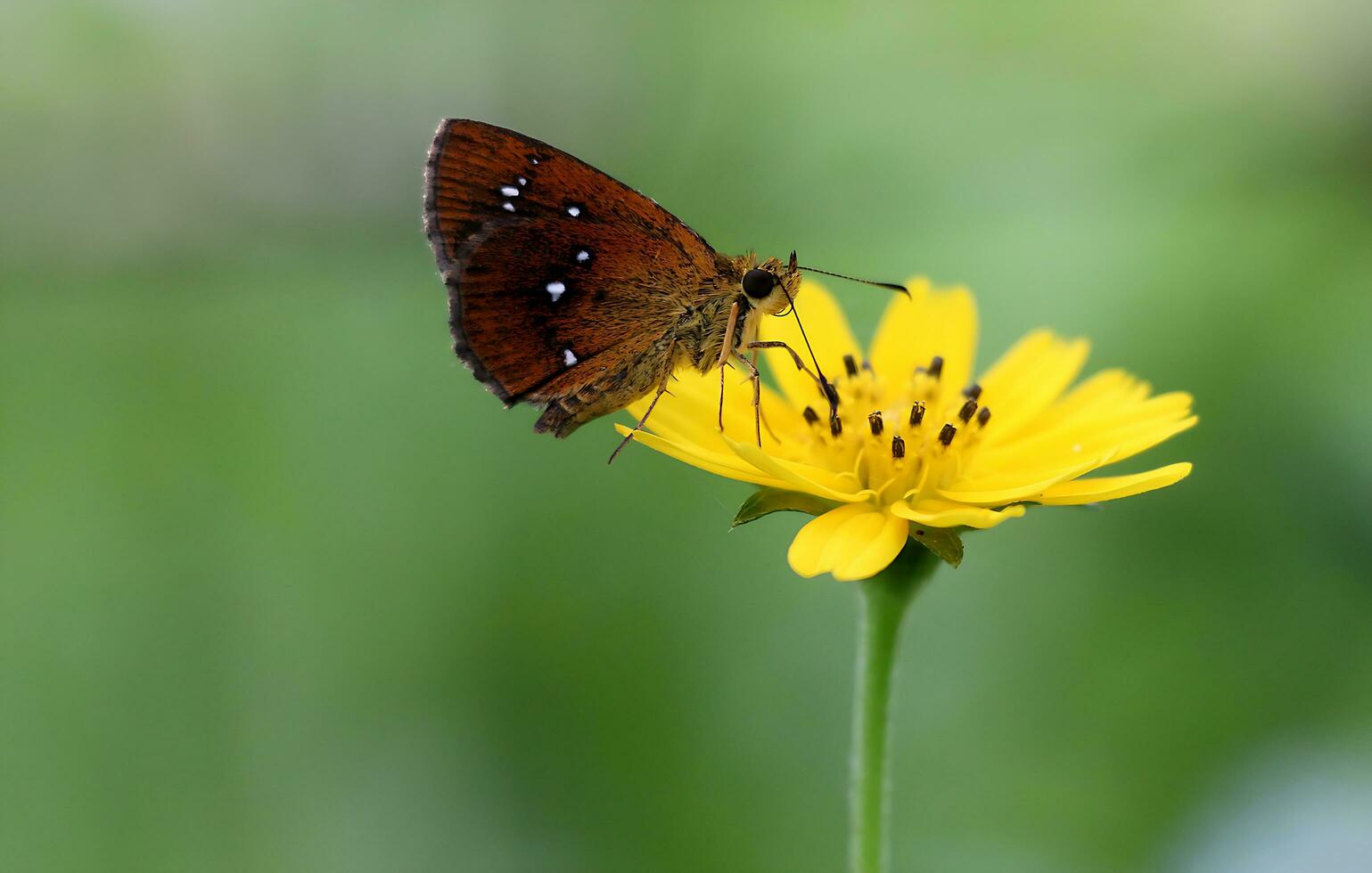 monarca, lindo borboleta fotografia, lindo borboleta em flor, macro fotografia, livre foto