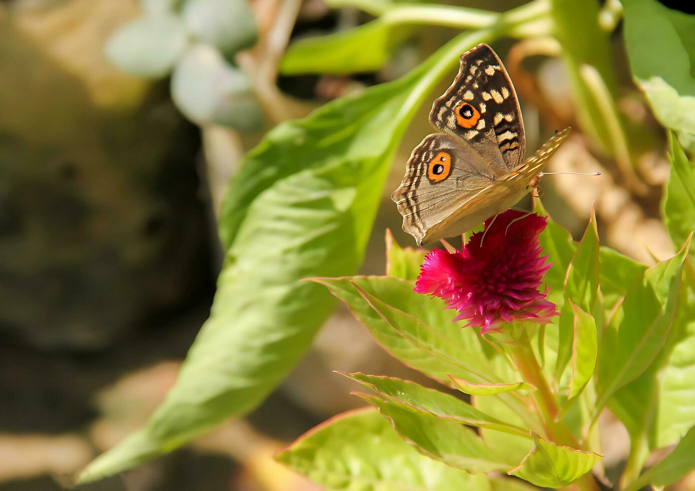 monarca, lindo borboleta fotografia, lindo borboleta em flor, macro fotografia, livre foto