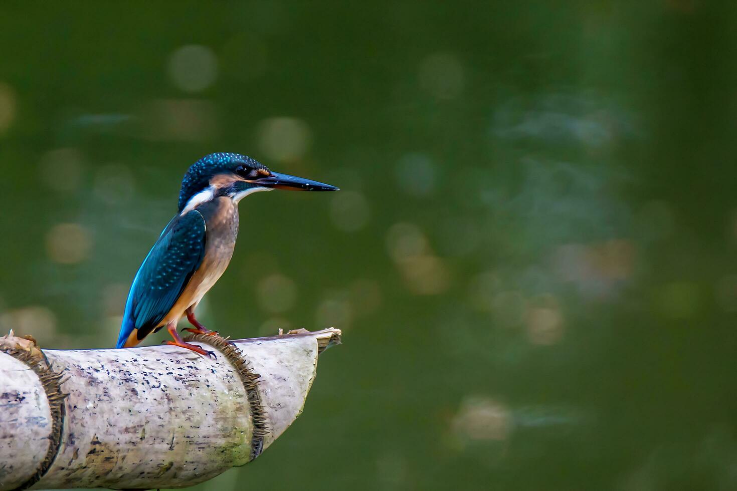 pássaro fotografia, pássaro fotos, a maioria lindo pássaro fotografia, natureza fotografia foto