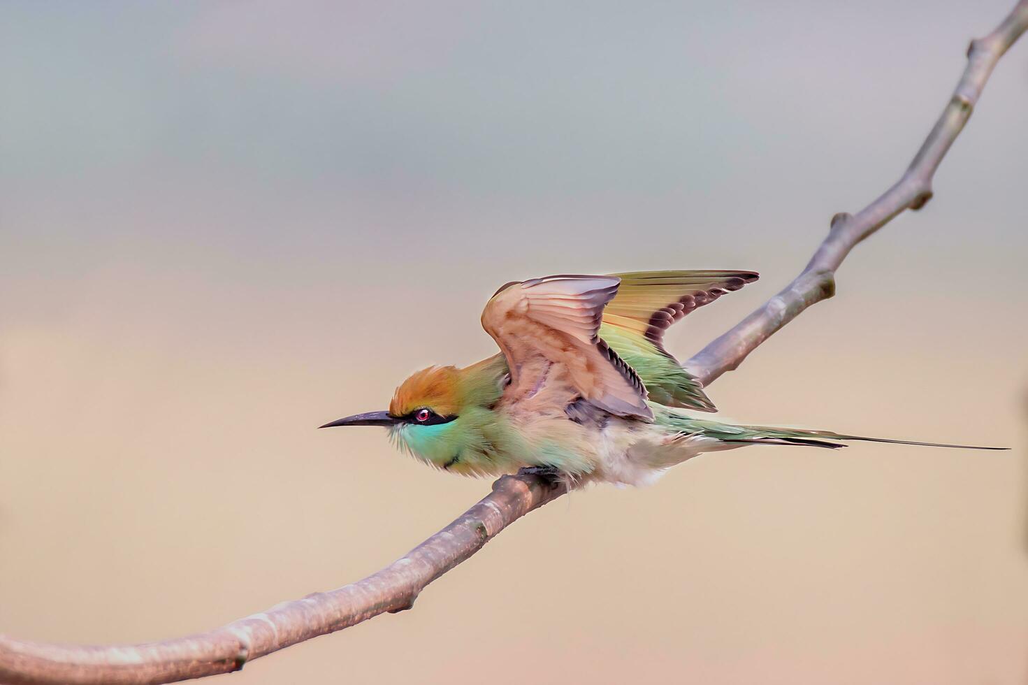 pássaro fotografia, pássaro fotos, a maioria lindo pássaro fotografia, natureza fotografia foto