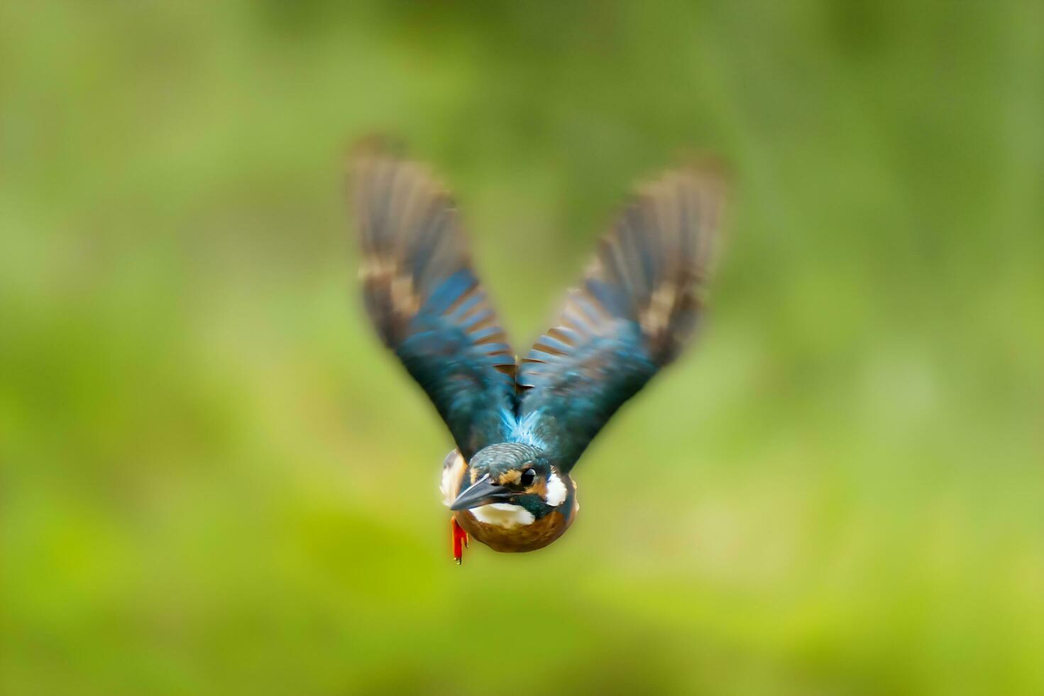 pássaro fotografia, pássaro fotos, a maioria lindo pássaro fotografia, natureza fotografia foto