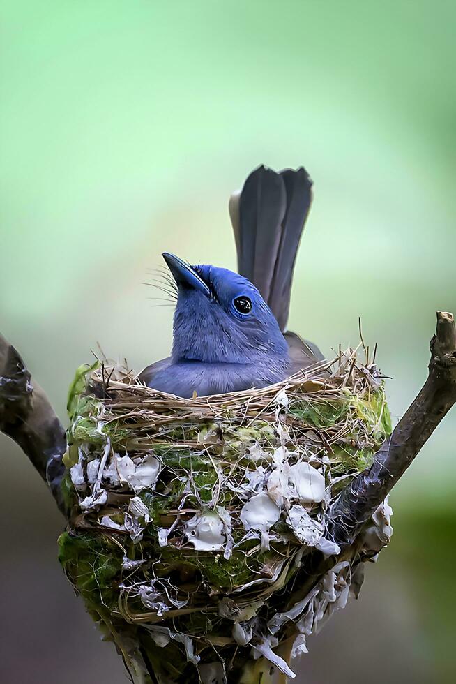 pássaro fotografia, pássaro fotos, a maioria lindo pássaro fotografia, natureza fotografia foto