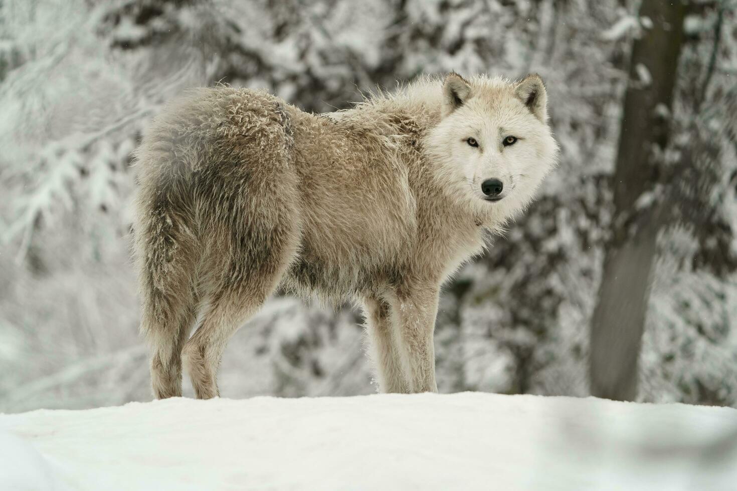 retrato do ártico Lobo dentro neve foto