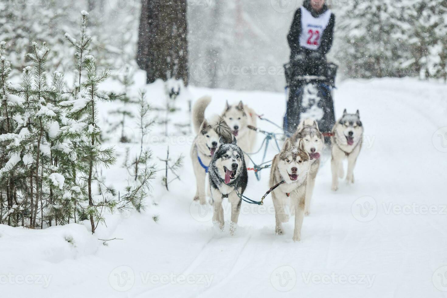 corrida de cães de trenó husky foto