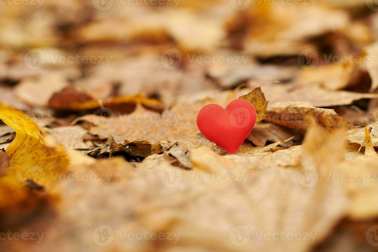 paixão ou conceito de amor romântico não correspondido. foto