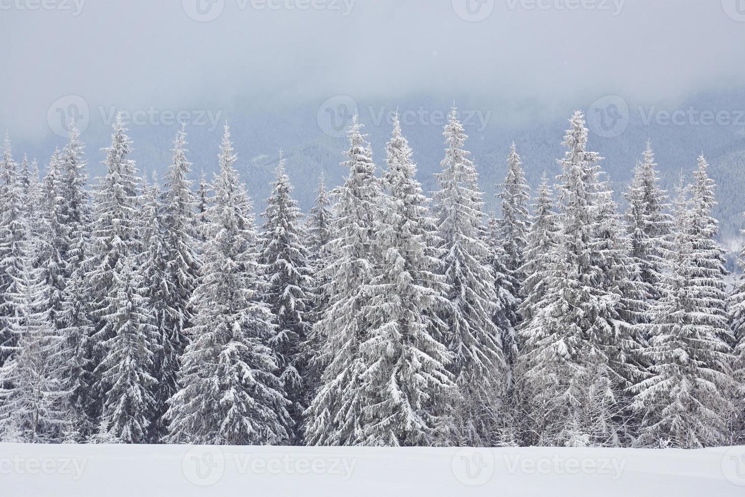 paisagem de inverno de fadas com pinheiros e queda de neve. conceito de cumprimentos de natal foto