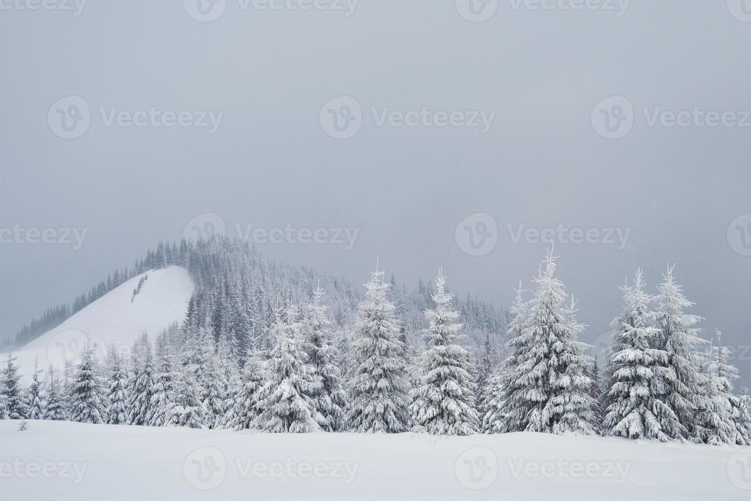 grande foto de inverno nas montanhas dos Cárpatos com pinheiros cobertos de neve. cena colorida ao ar livre, conceito de celebração de feliz ano novo. estilo artístico pós-foto processada