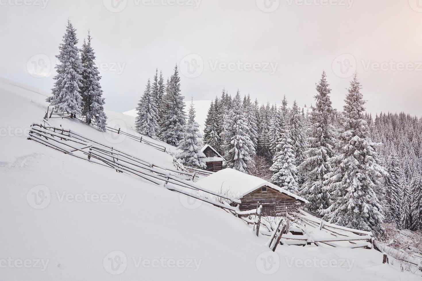 cabana de madeira aconchegante no alto das montanhas nevadas. grandes pinheiros no fundo. pastor kolyba abandonado. dia nublado. montanhas dos cárpatos, ucrânia, europa foto