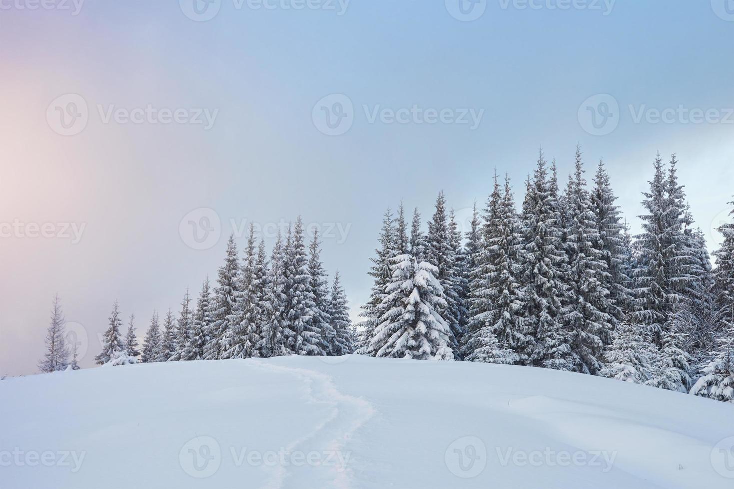 majestosos abetos vermelhos brilhando à luz do sol. cena invernal pitoresca e linda. local lugar parque nacional dos Cárpatos, ucrânia, europa. estação de esqui nos Alpes foto