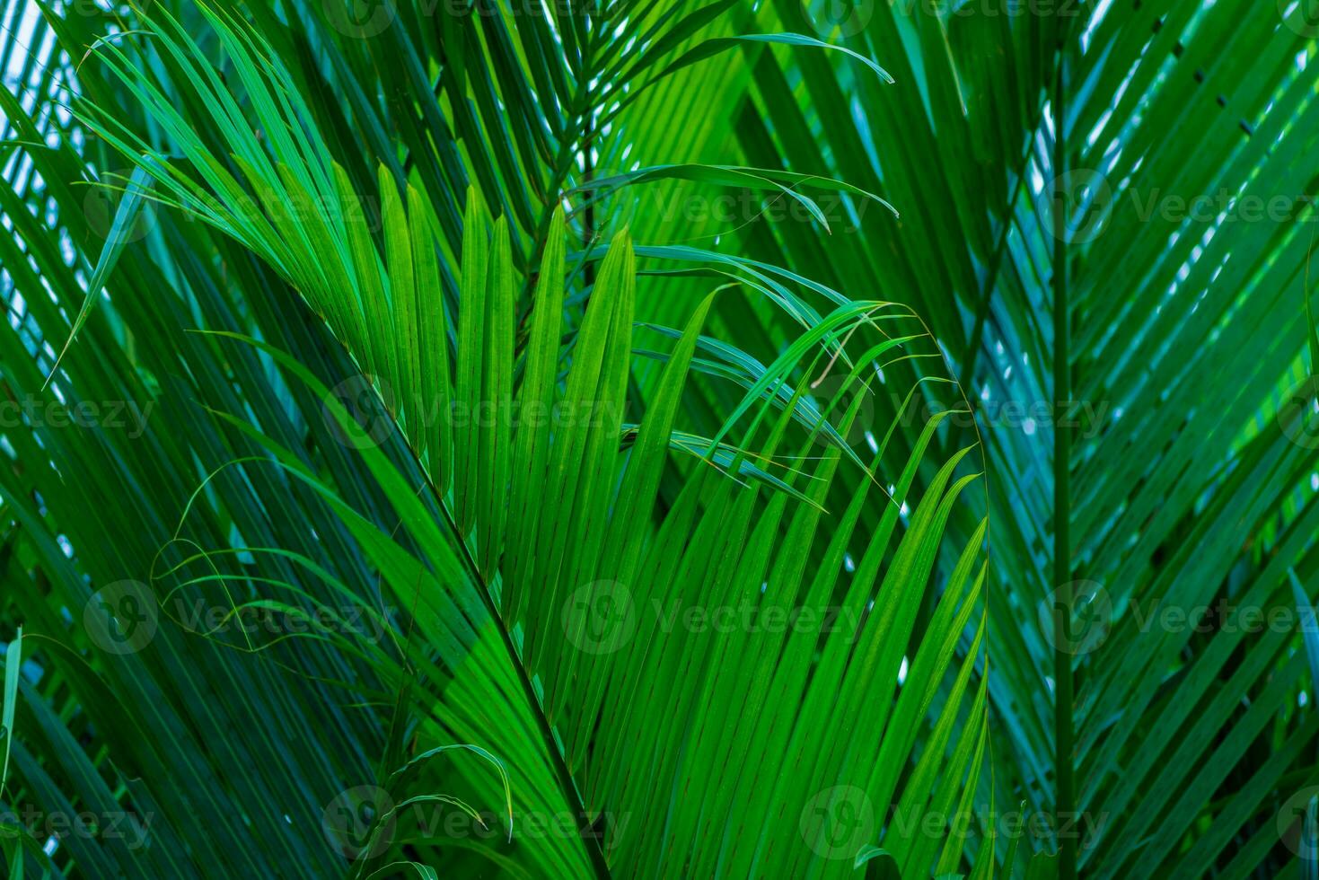 o fundo natural de folhas de palmeira em uma floresta tropical. foto