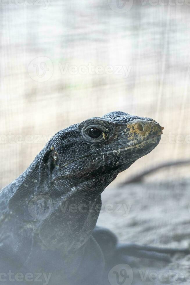 iguana lagarto atrás cerca em Rocha pedra coba ruínas México. foto