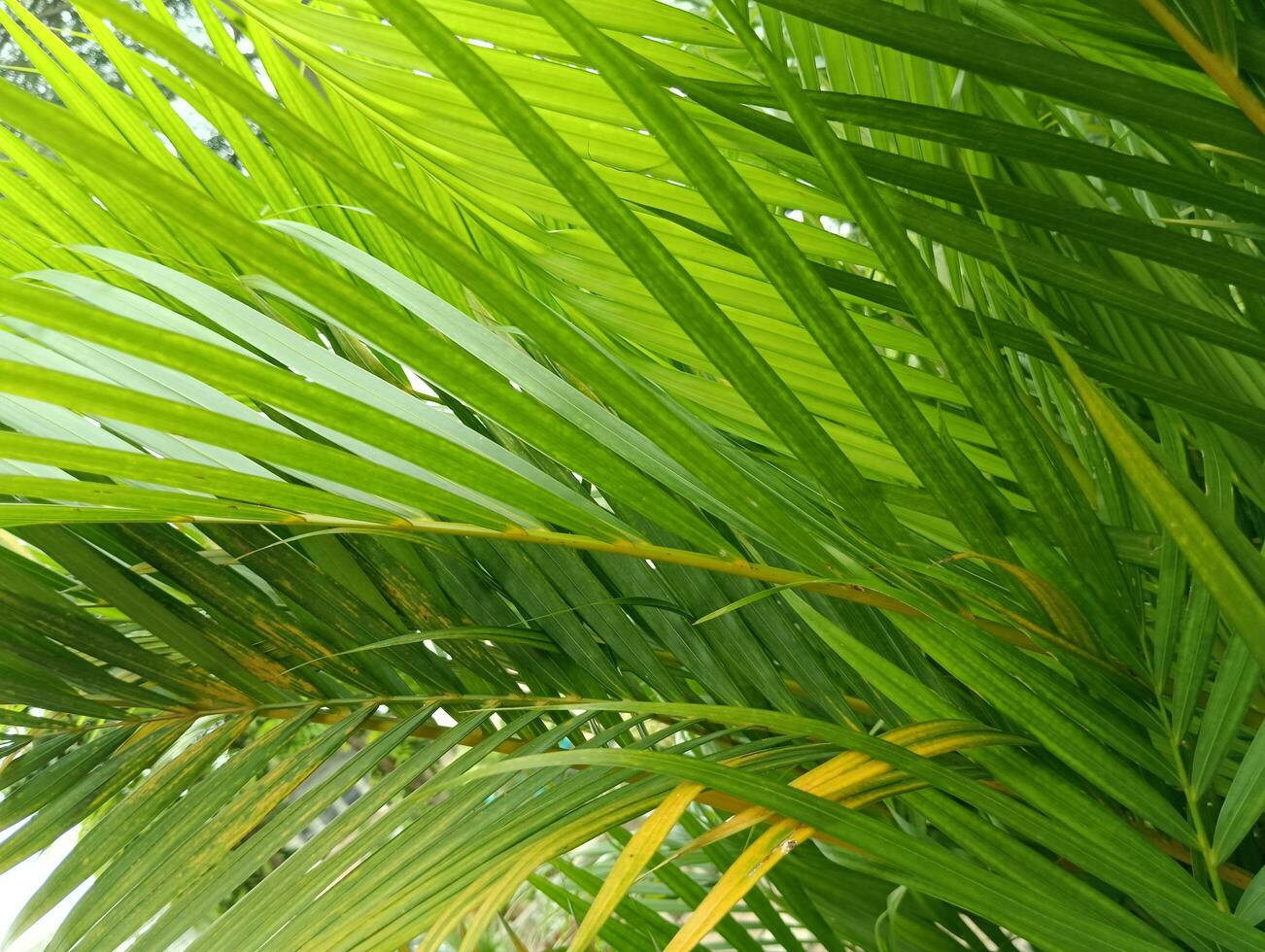 da natureza Visão do a selvagem Palma dentro a tropical floresta foto