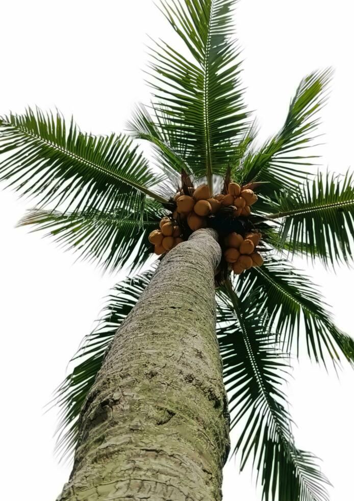 uma coco árvore foto
