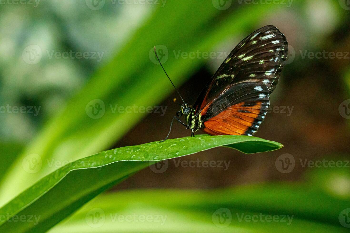 macro lindo borboleta danaus crisipo foto