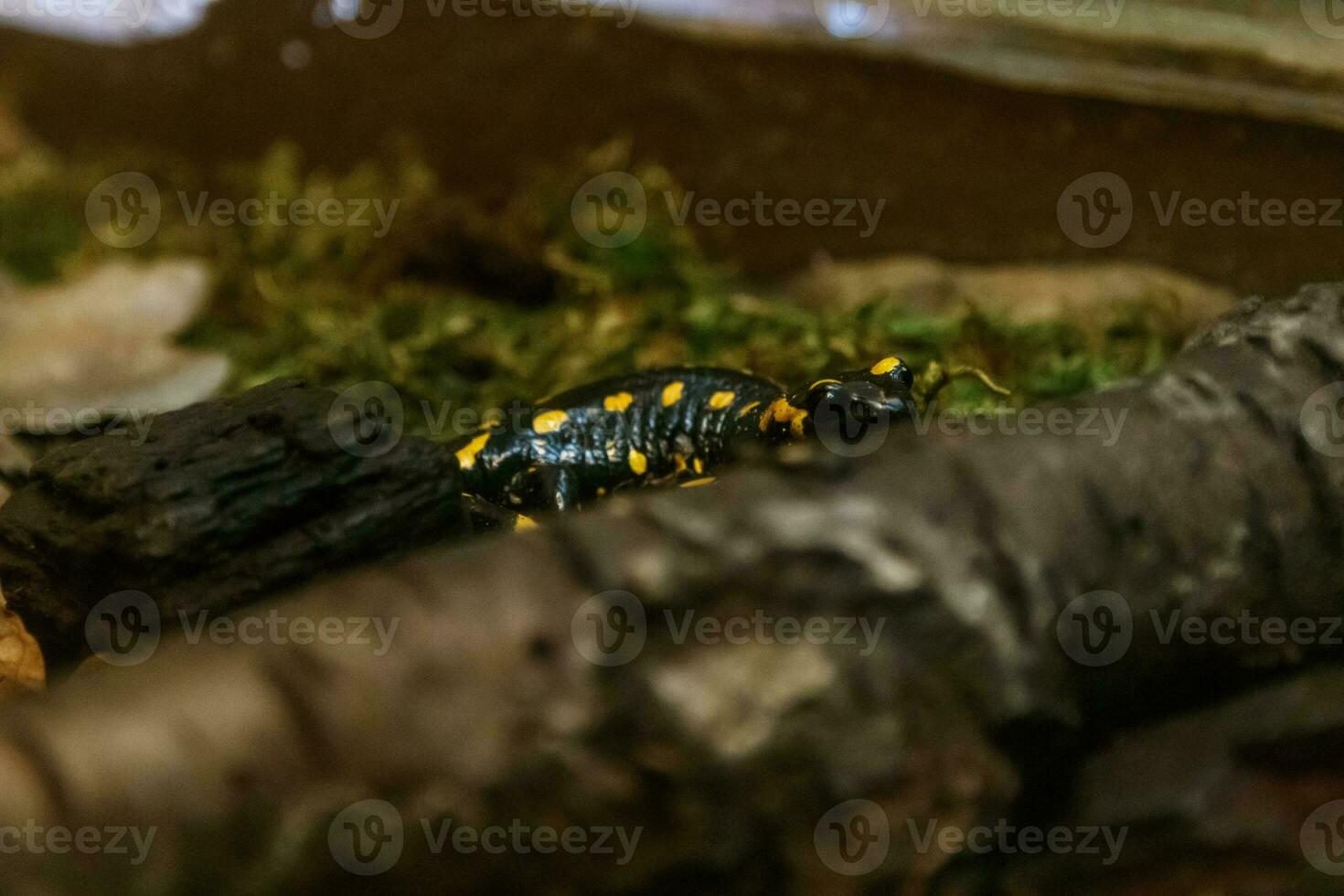 lindo lagarto dentro a Relva comum fogo salamandra foto