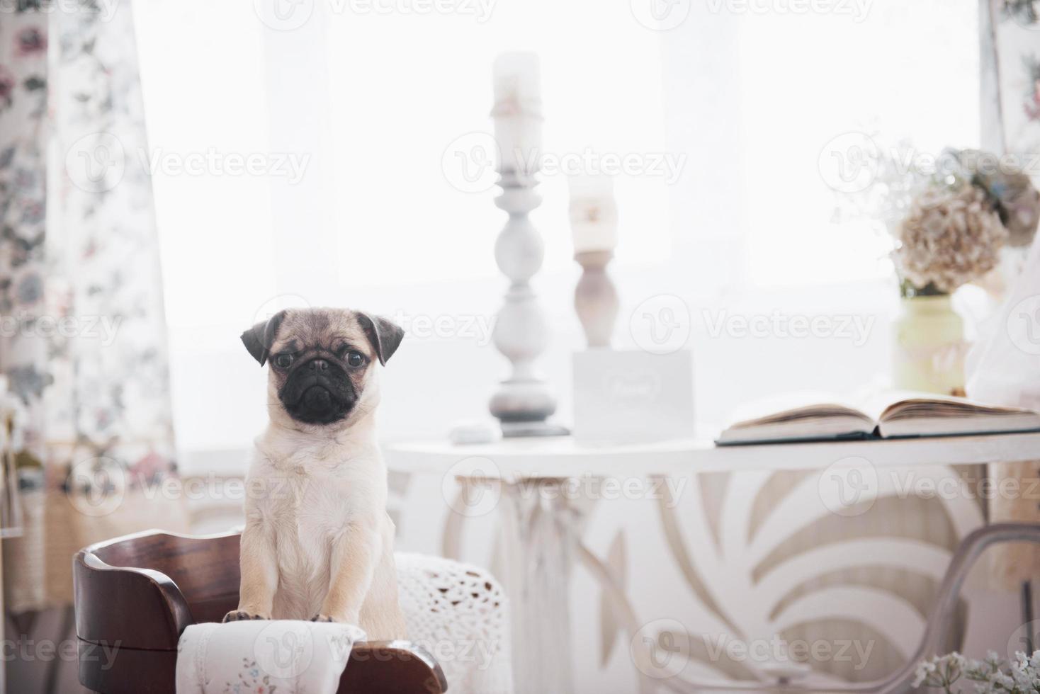 cachorrinho pug parado olhando para a câmera foto