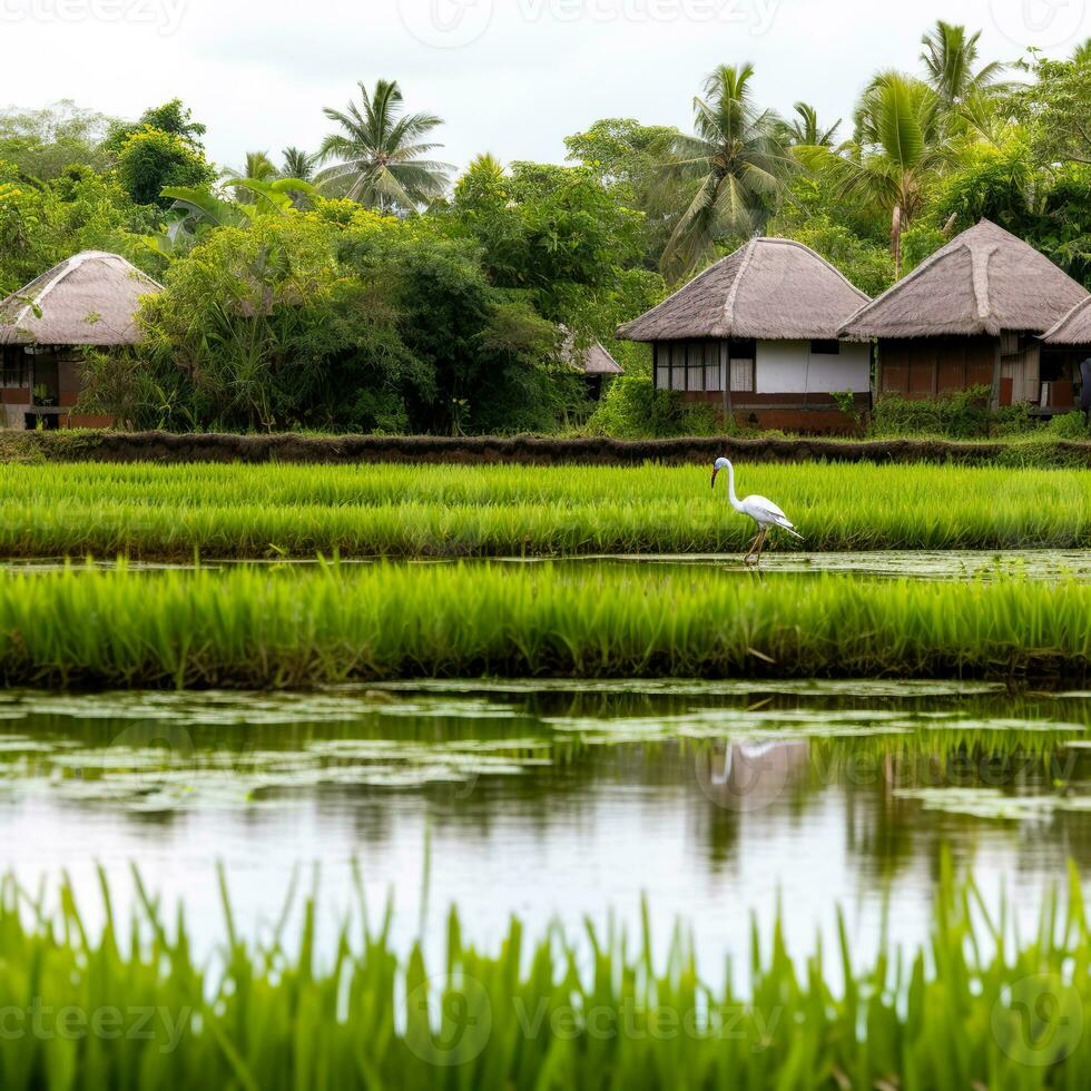 ai gerado arroz campo dentro bali com garça pássaro foto