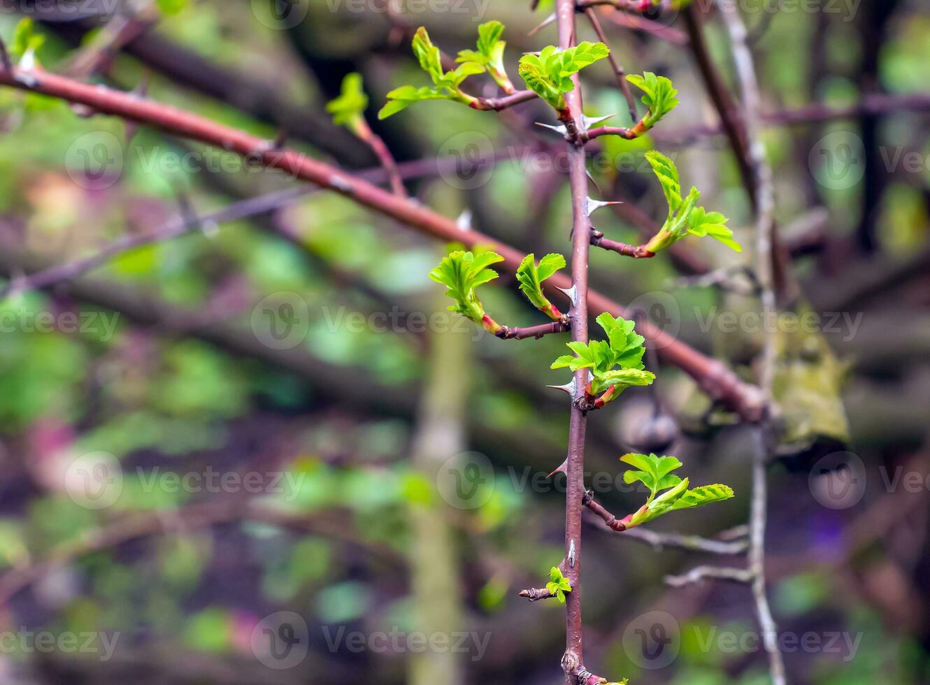 fragmento do uma ramo com brotos do rosa hugonis dentro cedo primavera, comumente conhecido Como a chinês rosa. foto