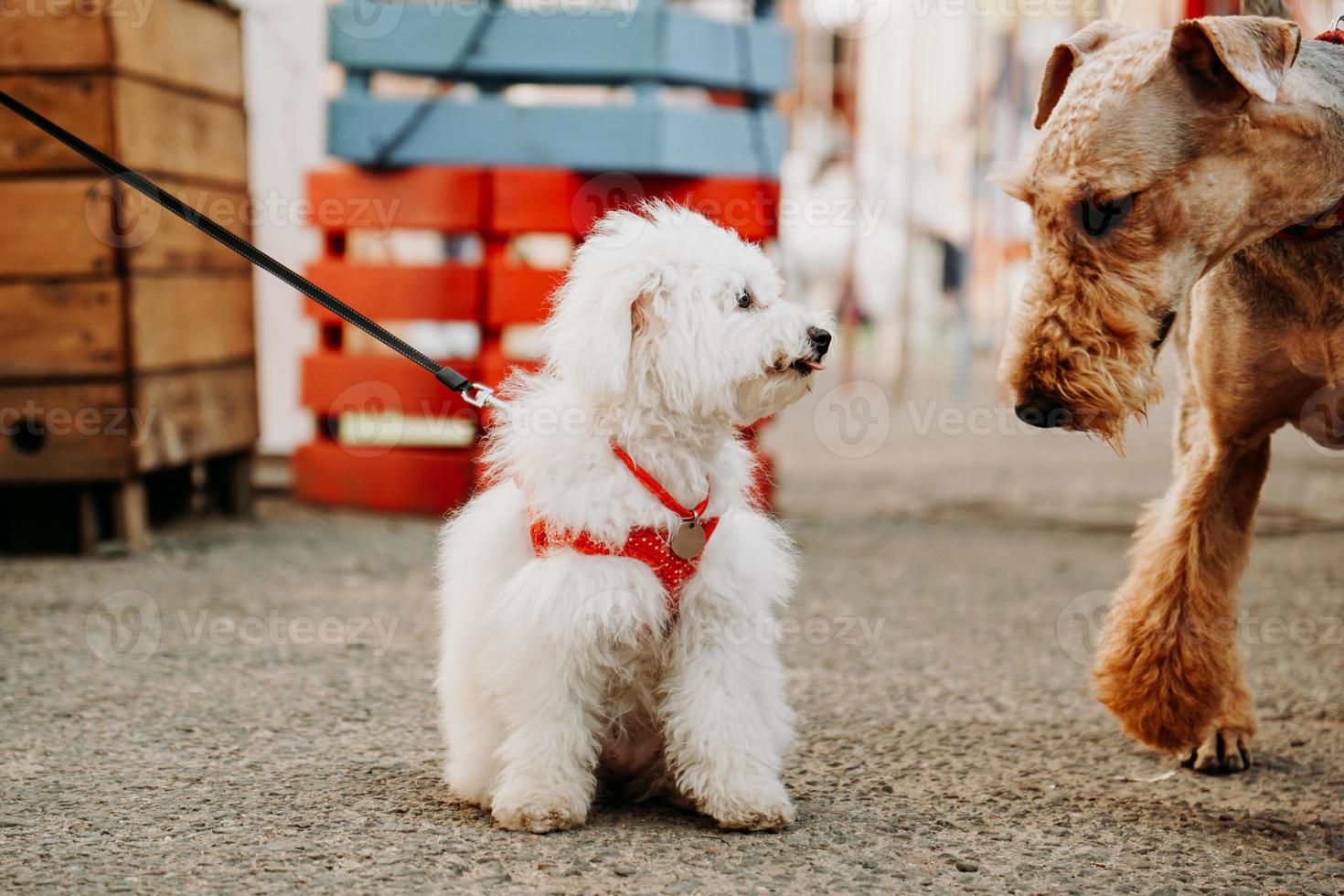 um pequeno cãozinho branco com uma coleira vermelha cumprimenta um cão adulto marrom. foto