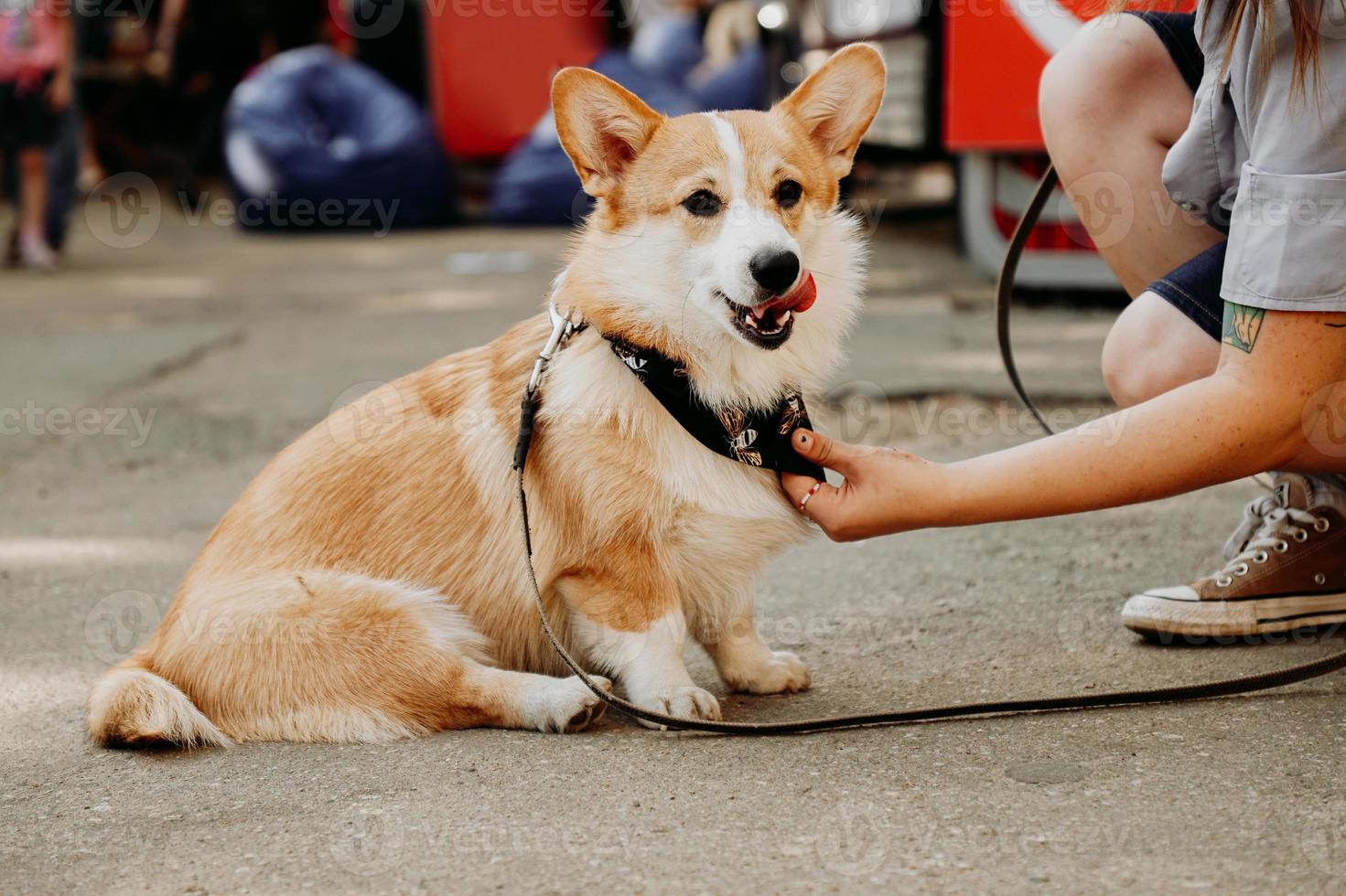 um lindo cachorro corgi. animal de estimação feliz, retrato de um corgi dourado foto