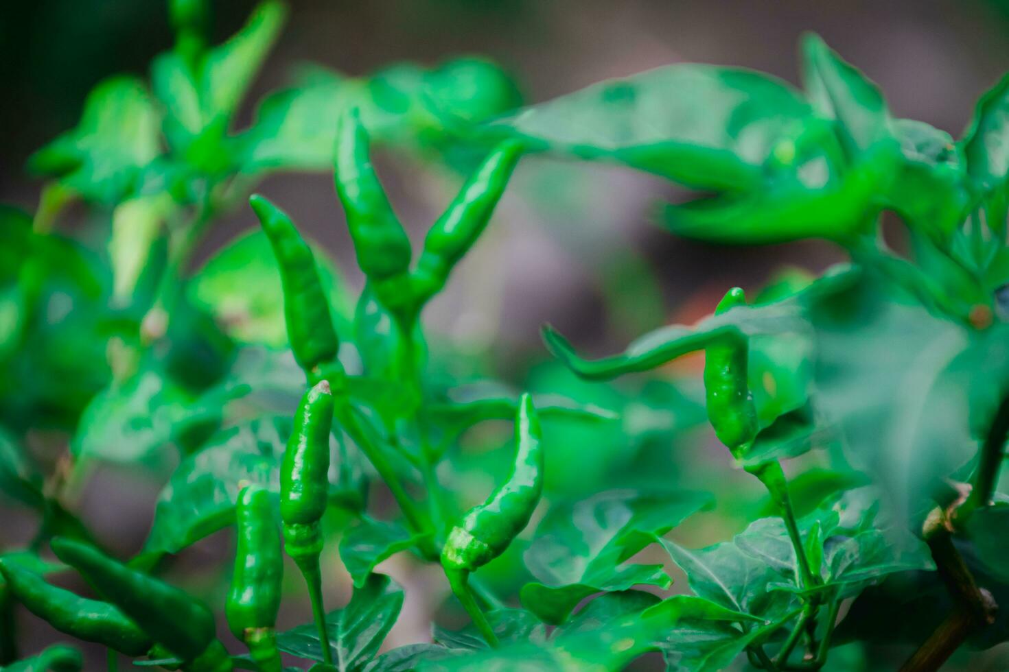 chiando pássaro olho Pimenta brilhante vermelho pimenta, essencial ingrediente para picante cozinhando delícias foto