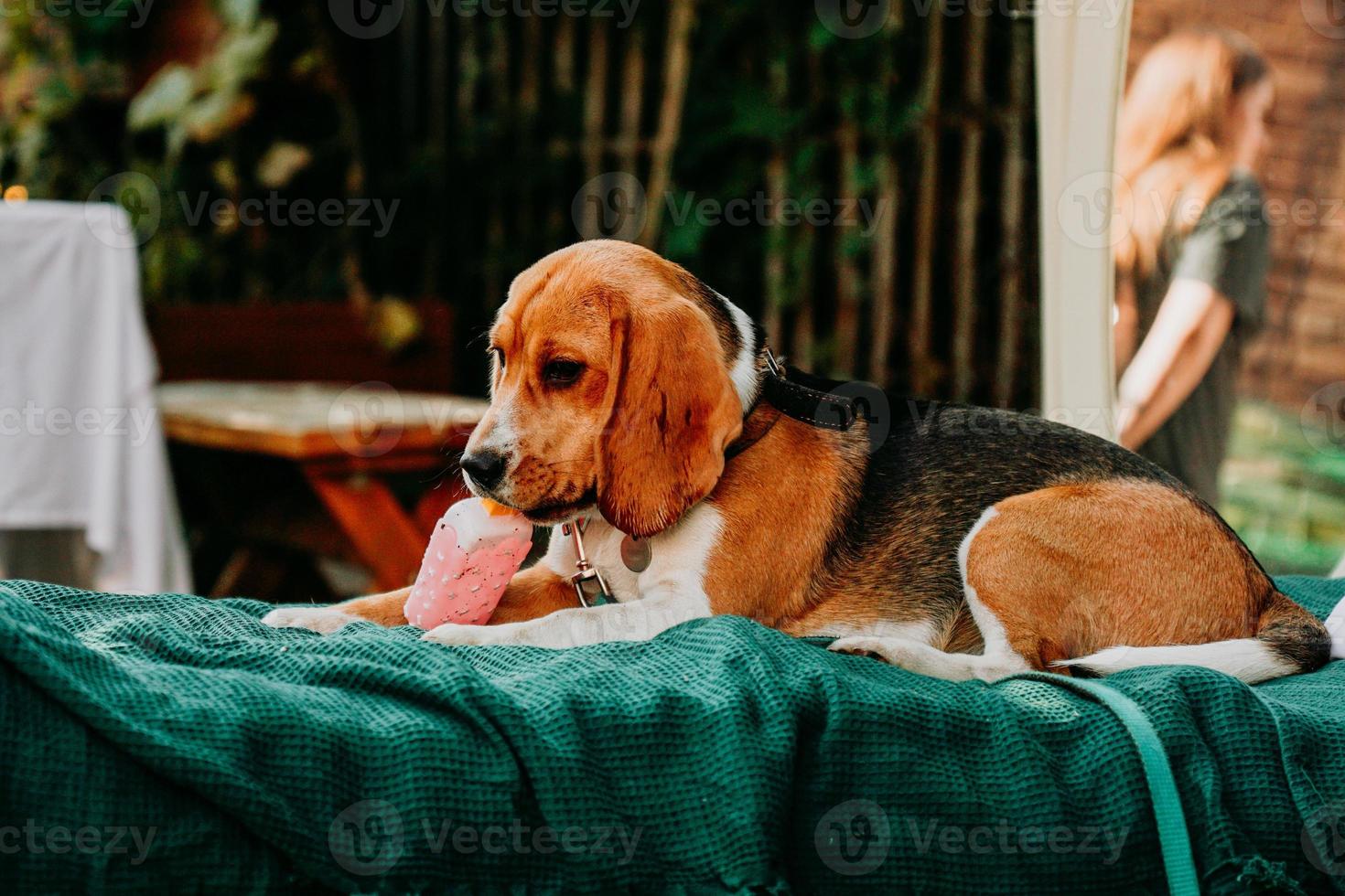 um beagle adulto deita-se em uma espreguiçadeira verde e brinca com um brinquedo de sorvete foto