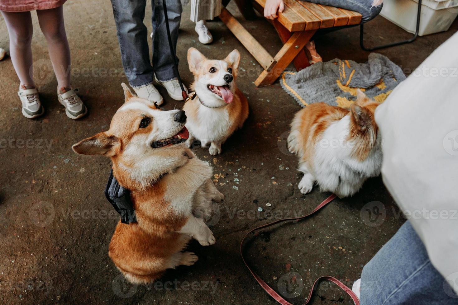 três cachorrinhos sentados ao ar livre. três corgi bonito nas coleiras. show de cachorro foto