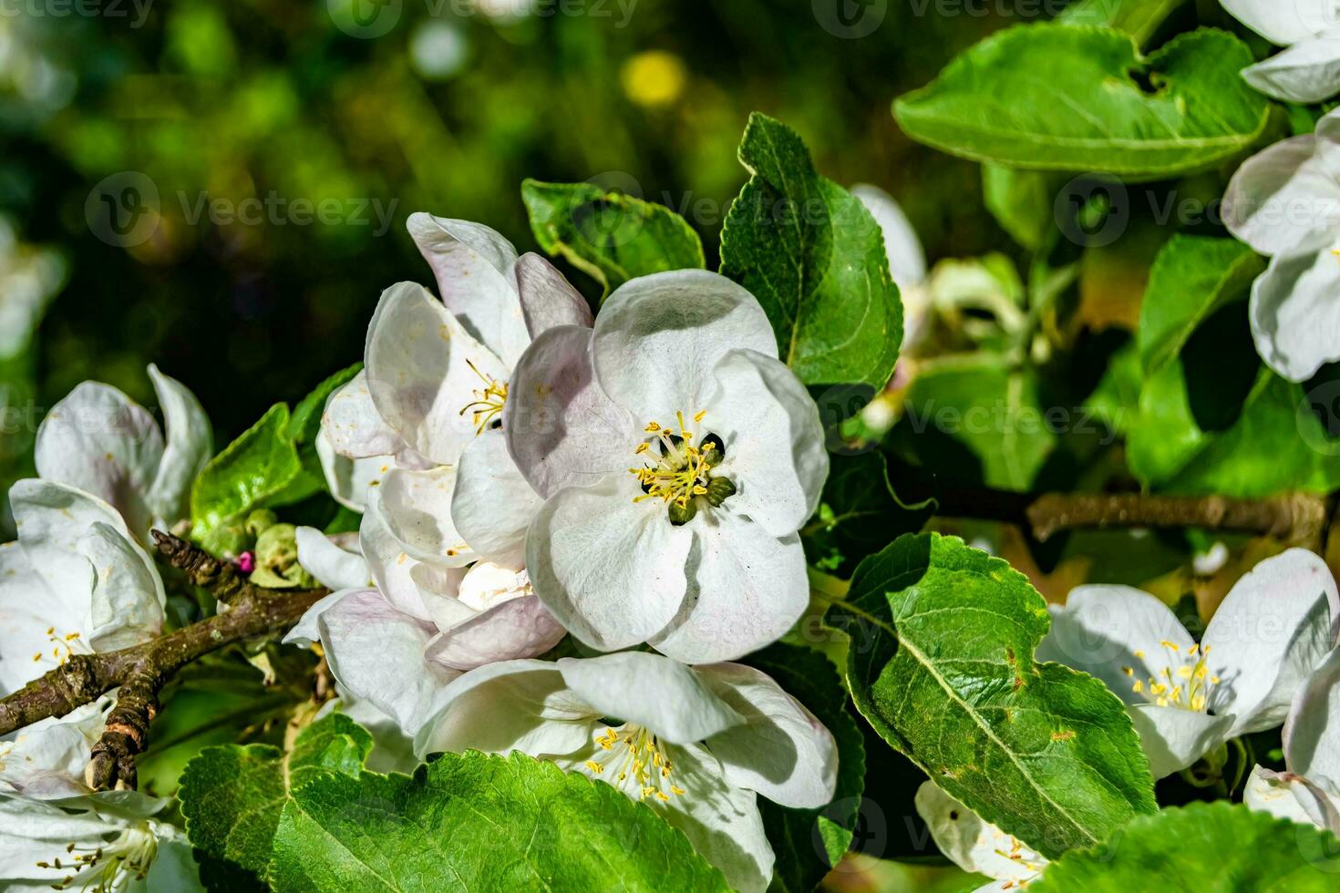 fotografia em tema lindo fruta ramo maçã árvore com natural folhas debaixo limpar \ limpo céu foto