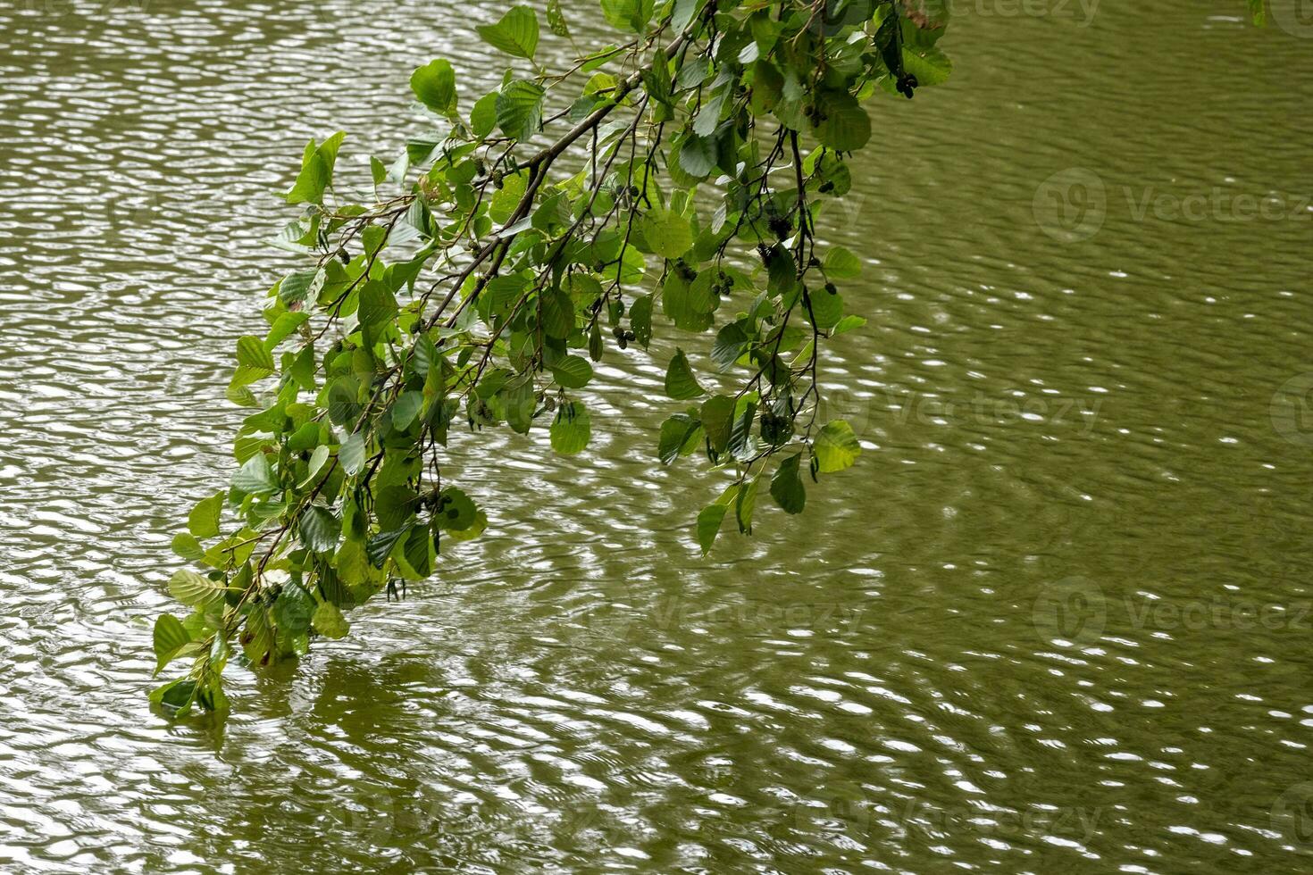 flores dentro a vento dentro frente do lago foto