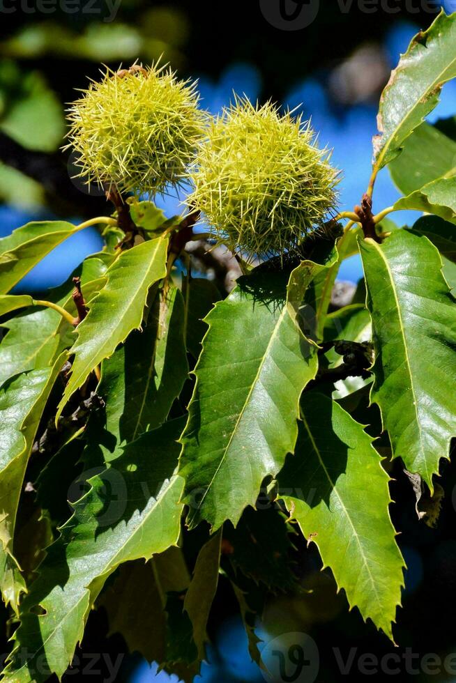 dois verde castanhas em uma árvore com verde folhas foto