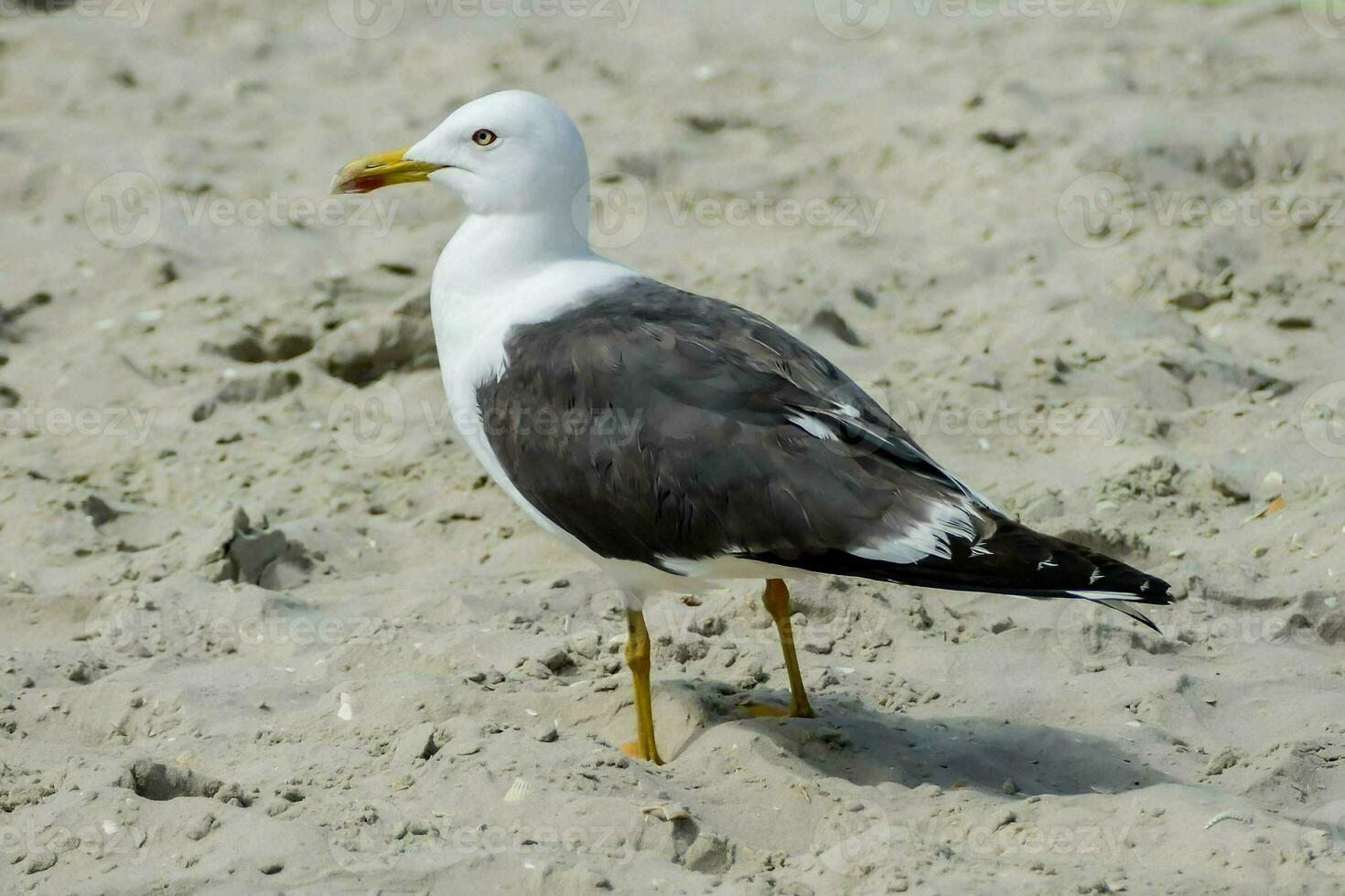 uma gaivota em pé em a de praia foto