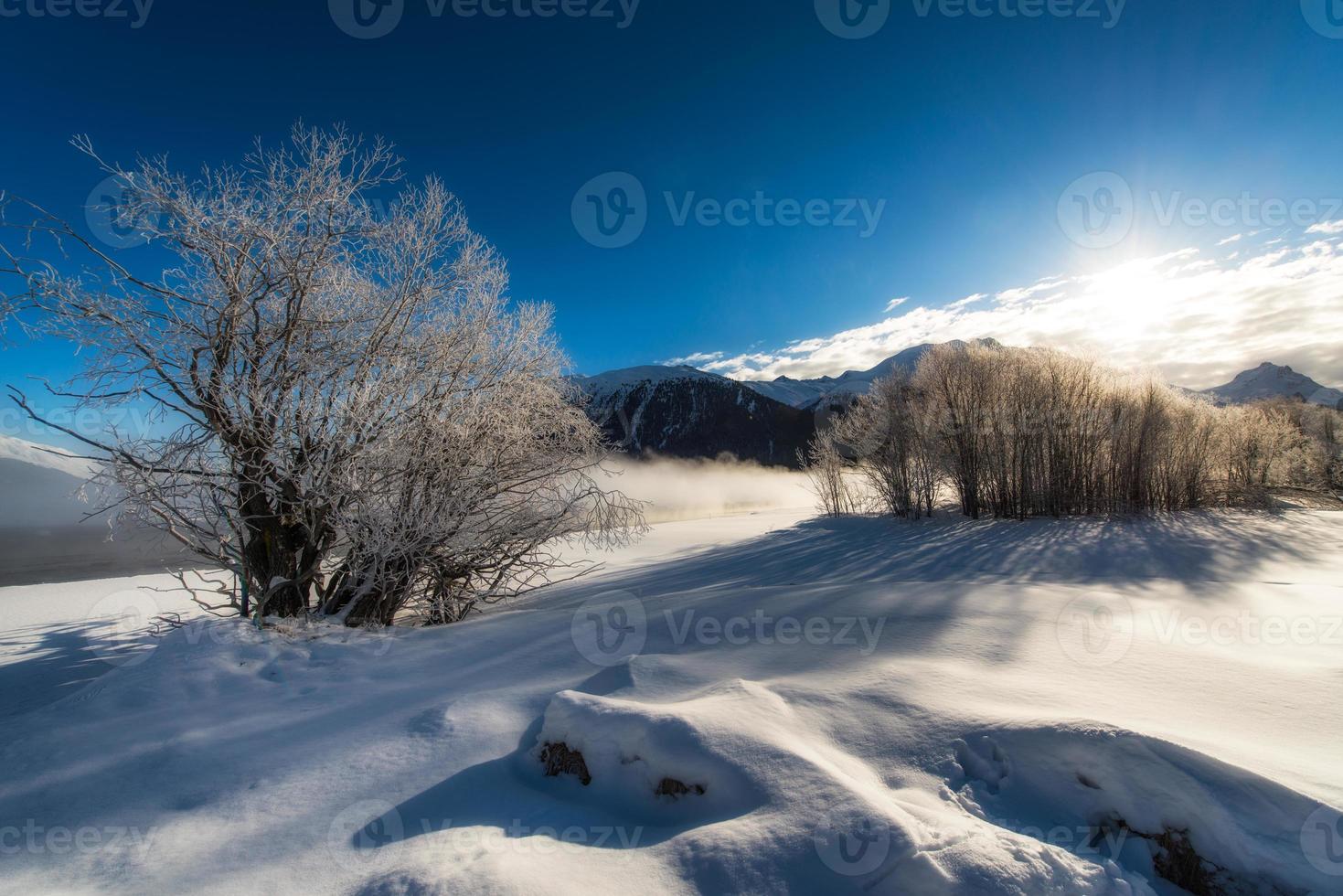 árvores congeladas em um nascer do sol, inverno na neve foto