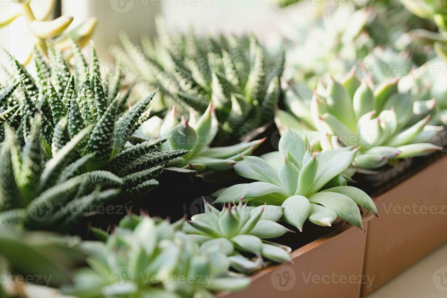 muitos lindo suculento plantas topo Visão foto