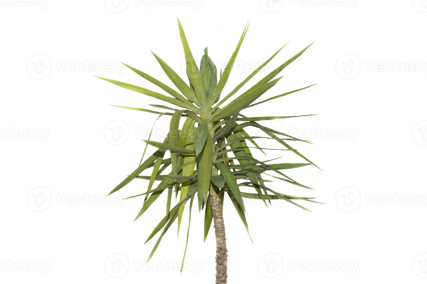 árvore isolado em branco fundo, gaguejar del dracaena loureiri.dracaena é uma gênero do plantas dentro a família asparagáceas. foto