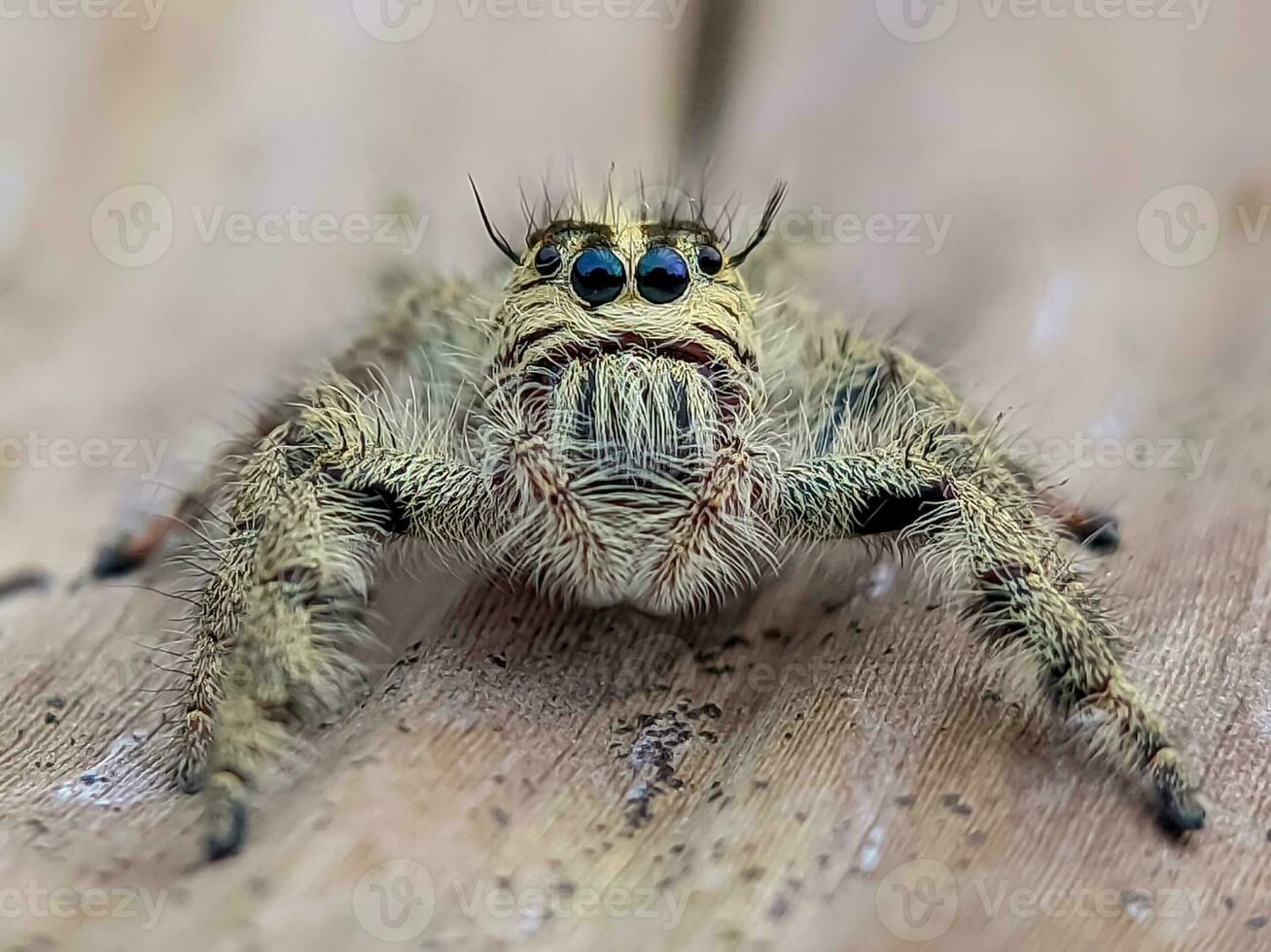 fechar-se do uma selvagem inseto dentro natureza foto