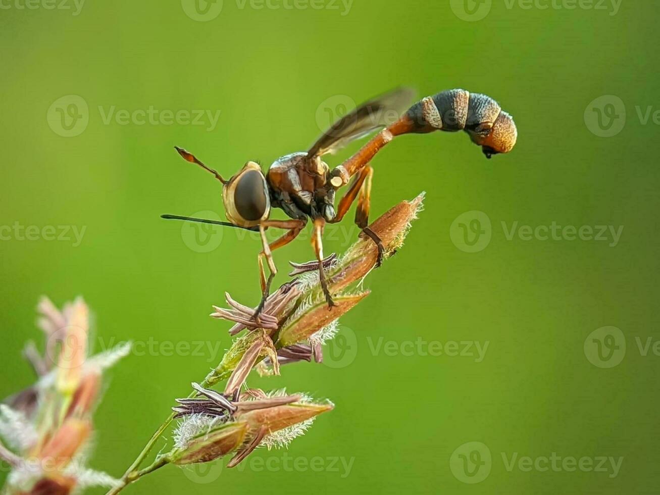 fechar-se do uma ampliado inseto asa dentro natureza foto