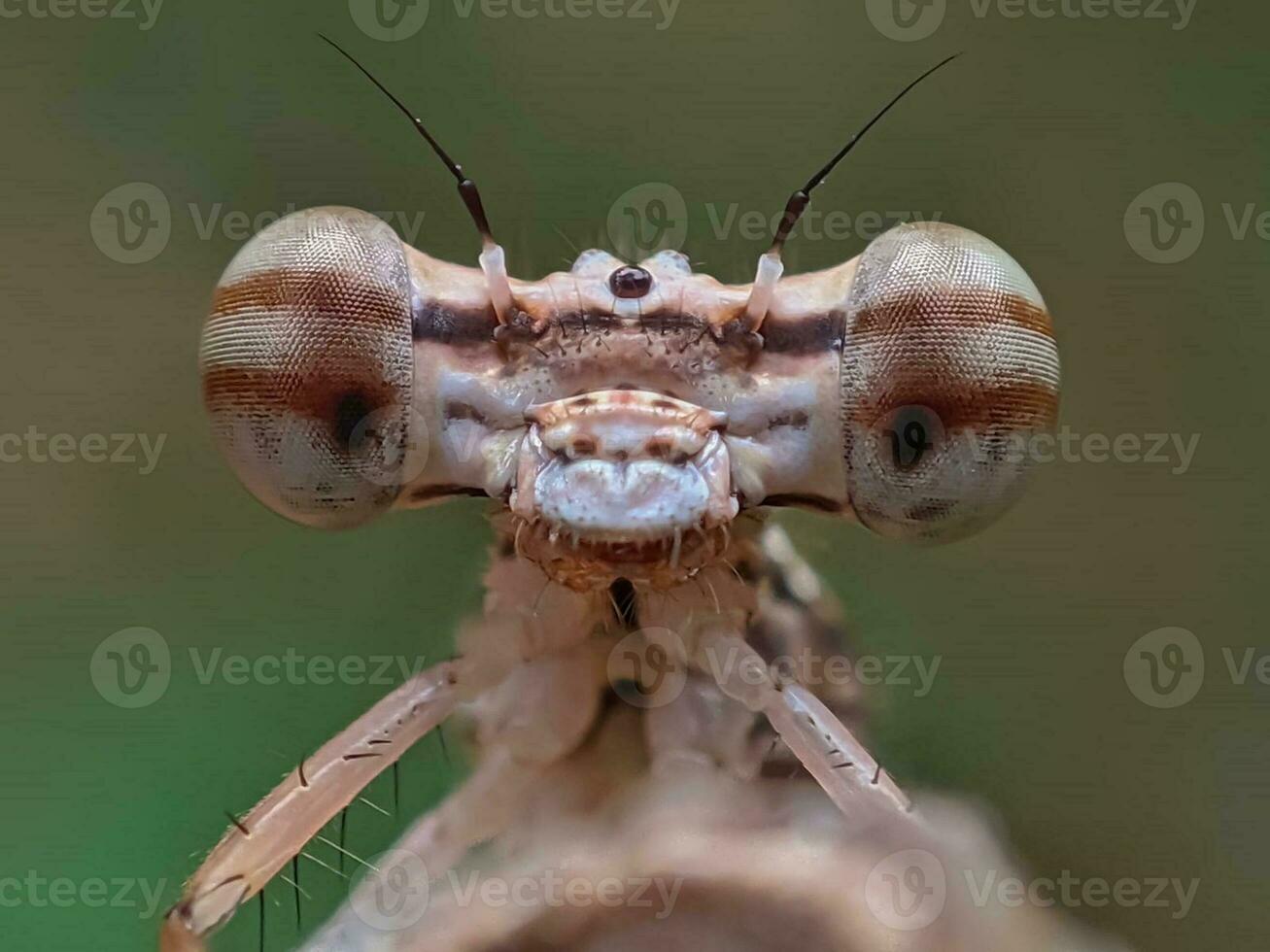 fechar-se retrato do uma macro inseto olho dentro natureza foto