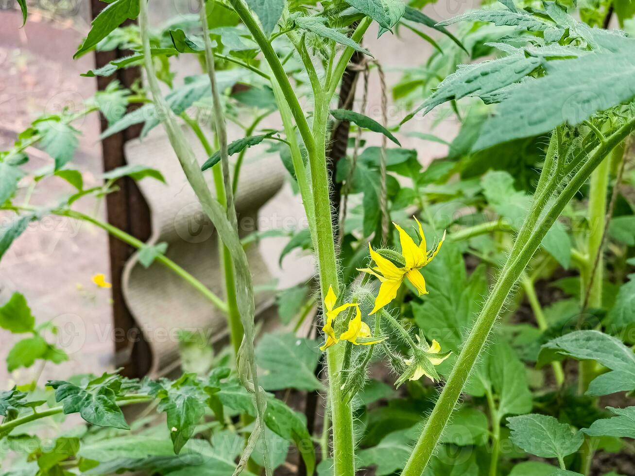 fechar-se Visão do floração tomate arbustos dentro estufa. foto