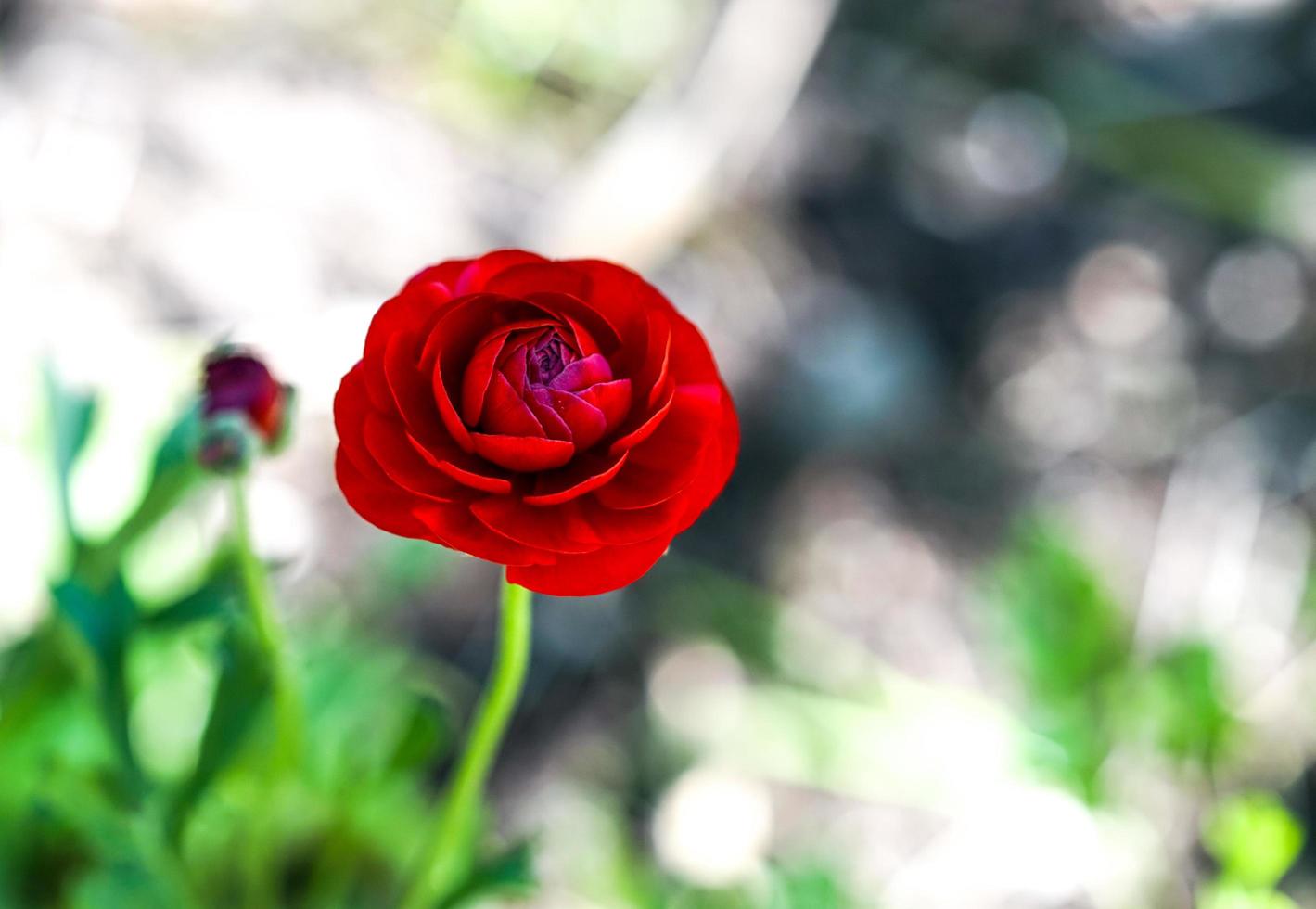 jardim de flores de papoula vermelha brilhante com pétalas exuberantes em um fundo cinza embaçado foto